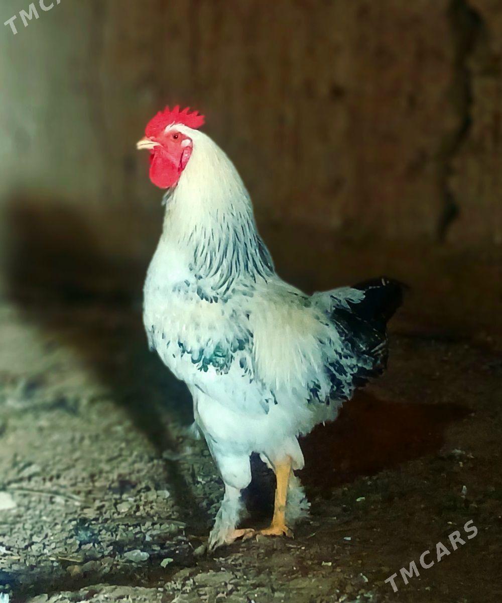 Brama horoz - Görogly (Tagta) - img 1