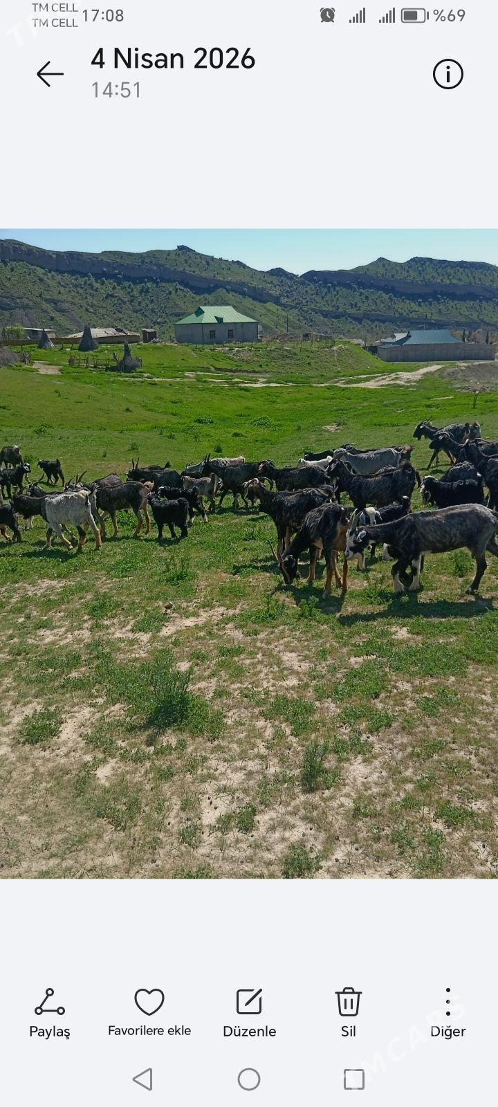 Овлаклы гечы - Джебел - img 1