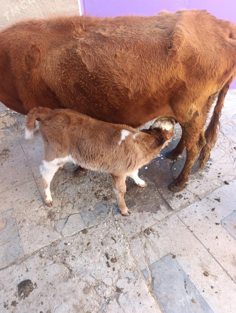 Tanaly sygyr - Балканабат - img 1