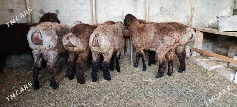 Tokly - Анев - img 1