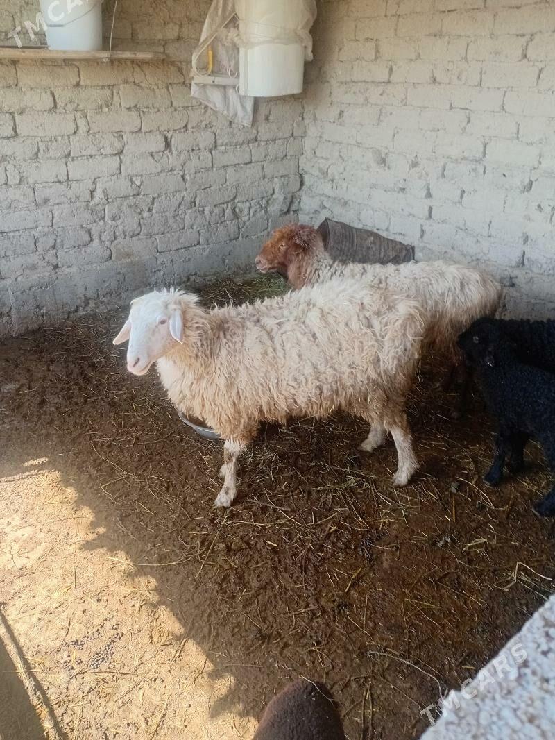 goyun - Bäherden - img 1