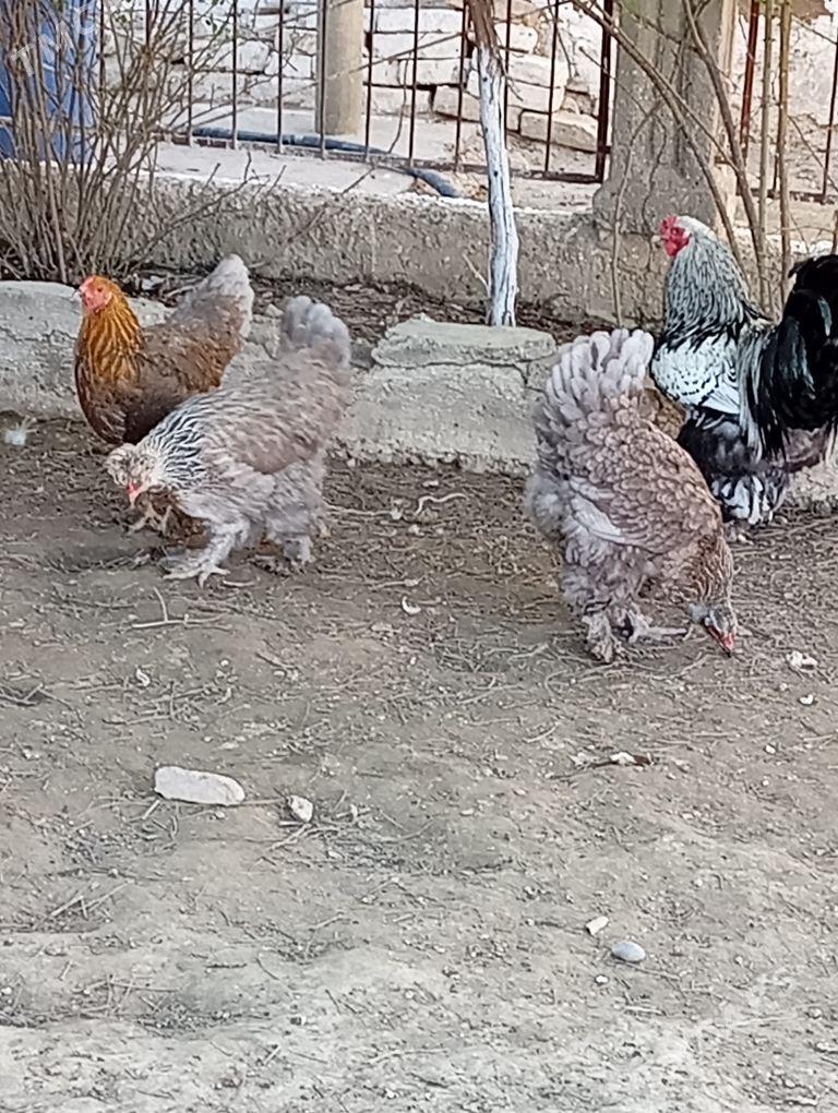 Brama - Гызыларбат - img 1