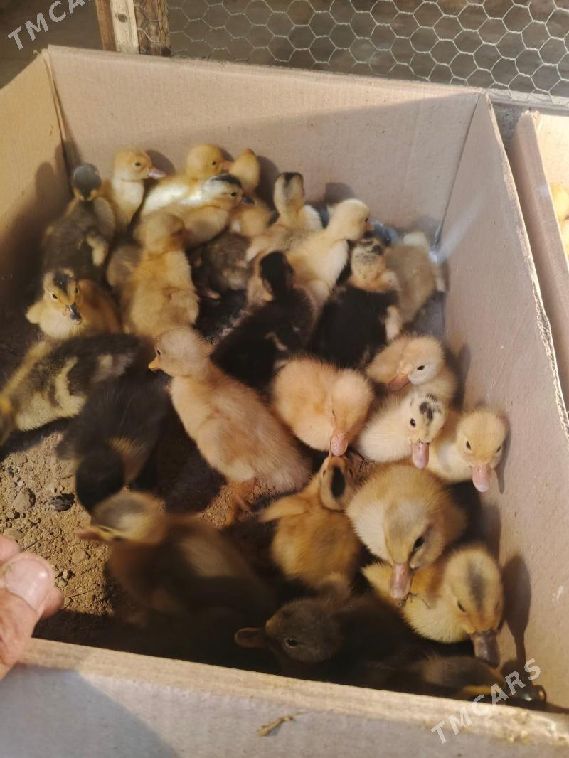 örbek jüje - Türkmenbaşy - img 1