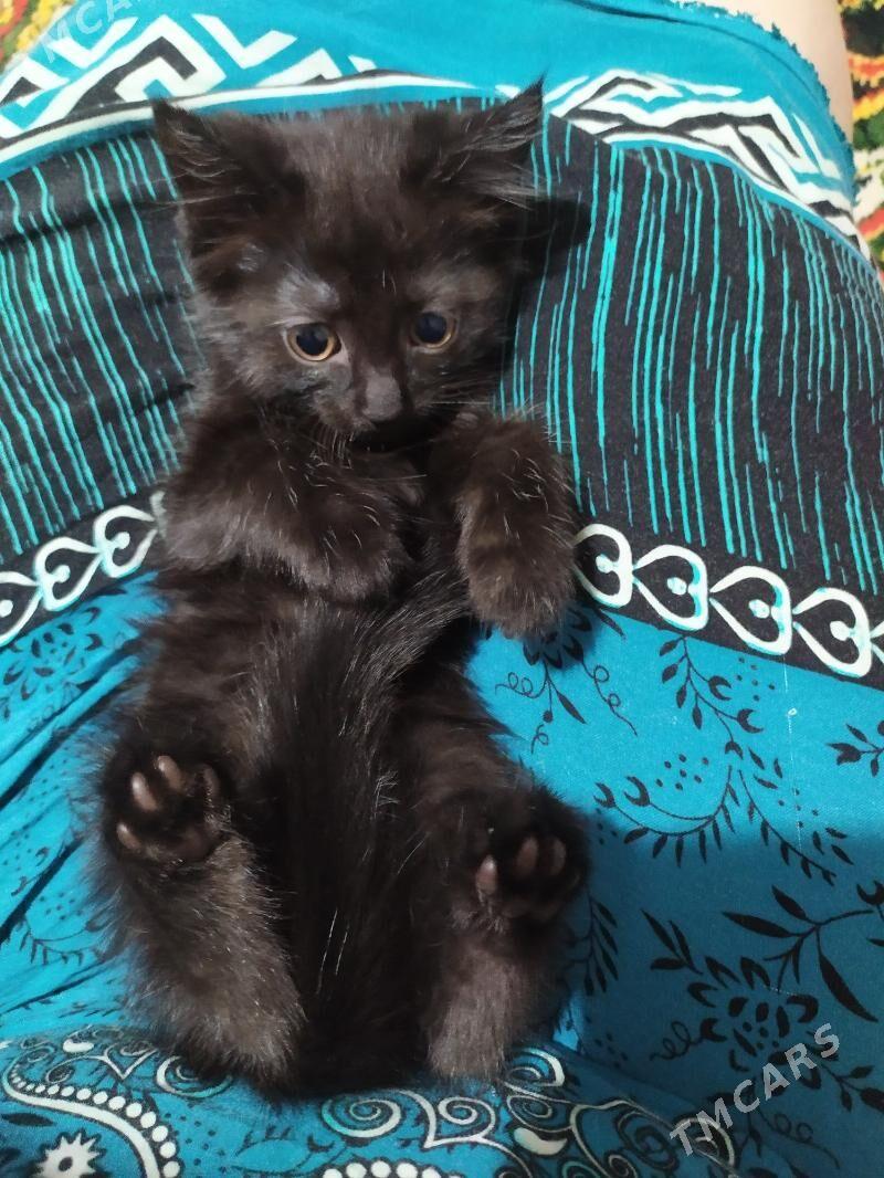 Pisik - Daşoguz - img 1