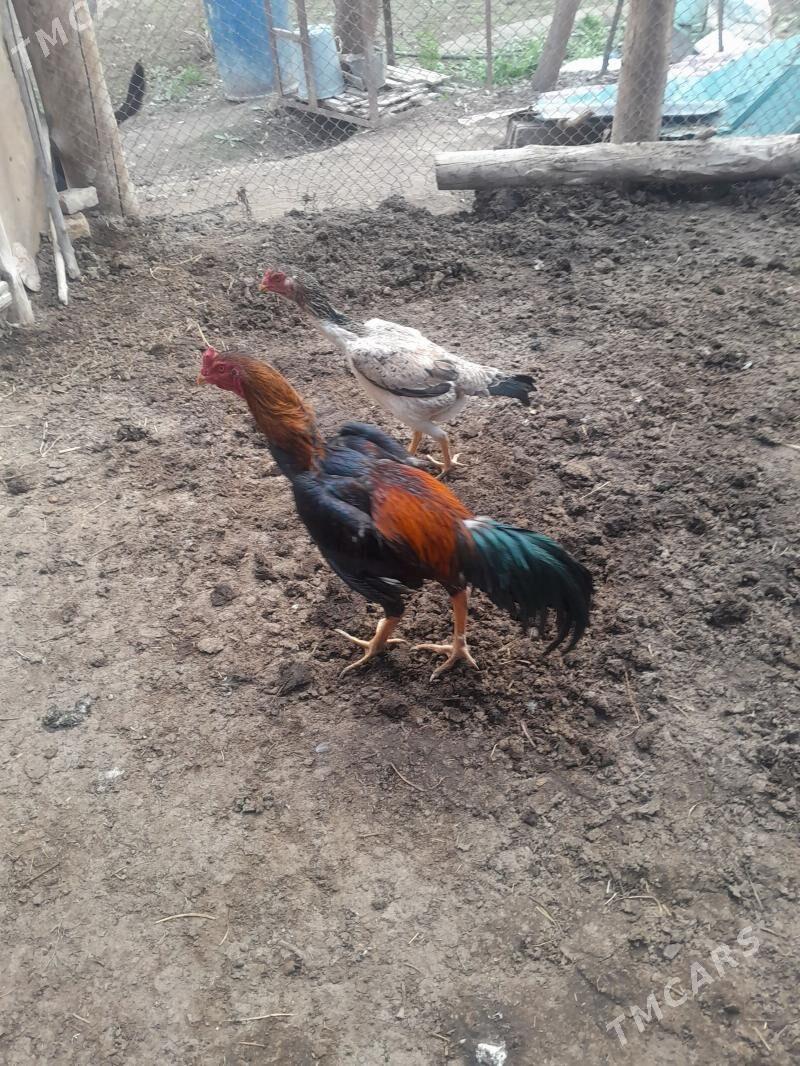 парода юмирта - Дашогуз - img 1