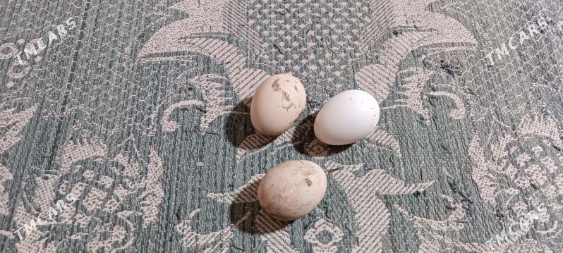 Taşkent ýumurtga - Тязе заман - img 1