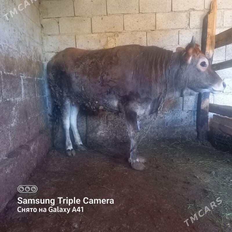 tuwe - Бахарден - img 1