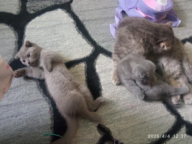 Котята вислоухие шотландские - Aşgabat - img 1