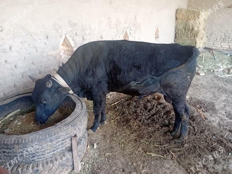 okuzler - Сакарчага - img 1