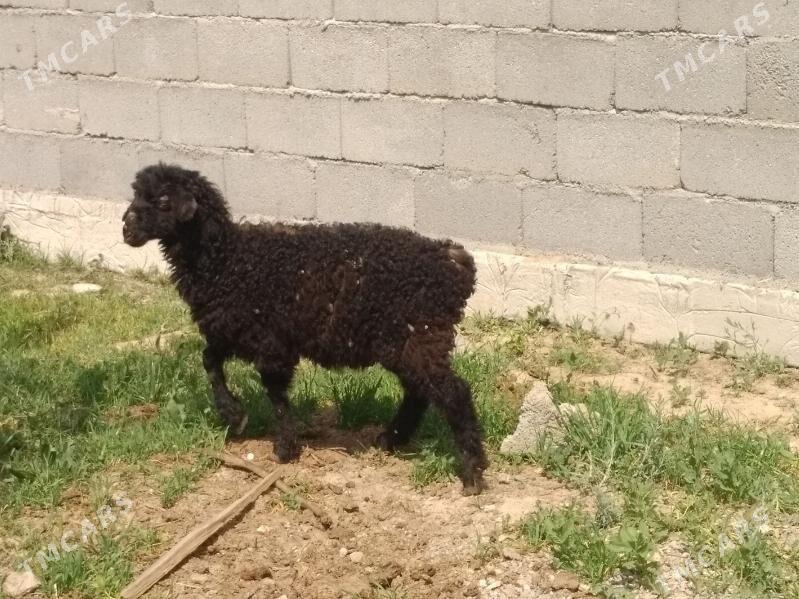 berre - Анев - img 1