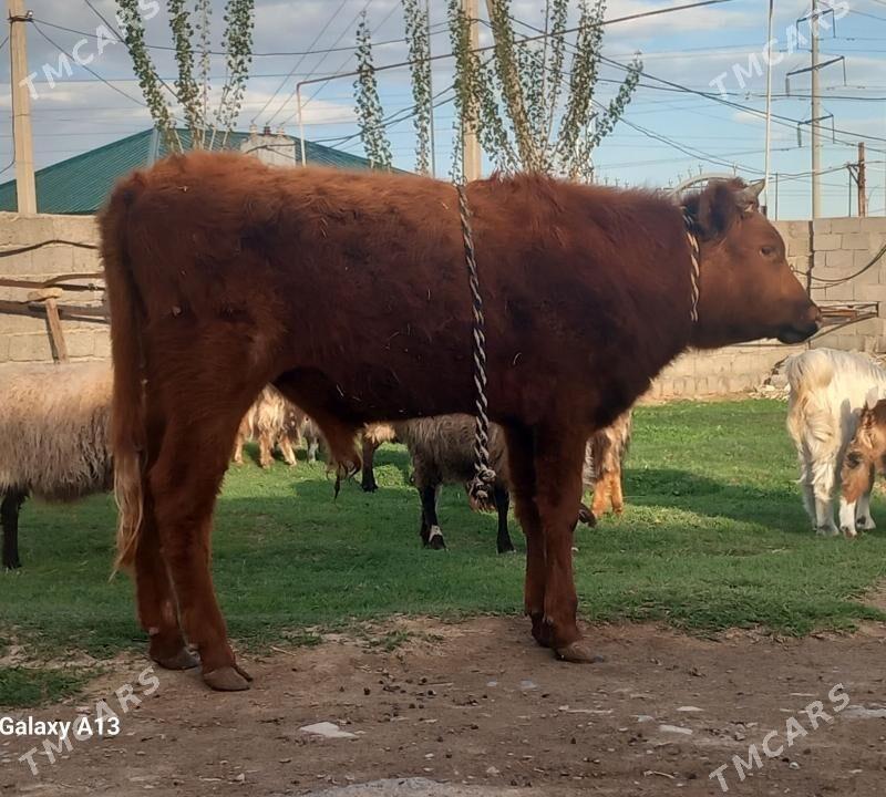 okuz - Garadamak - img 1