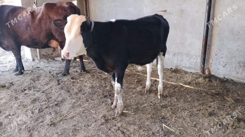 simental gole - Farap - img 1