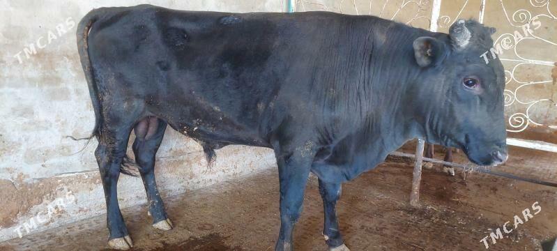 okuz gulajyn - Murgap - img 1