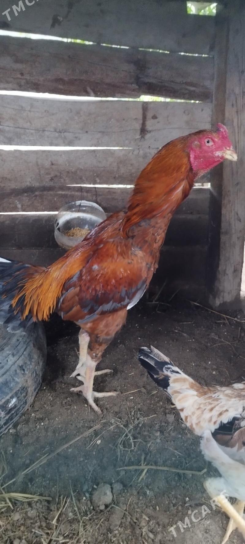 boyes horaz - Ходжамбаз - img 1