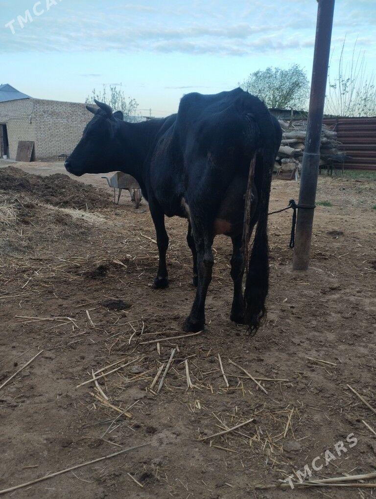 goleli sygyr - Векильбазар - img 1