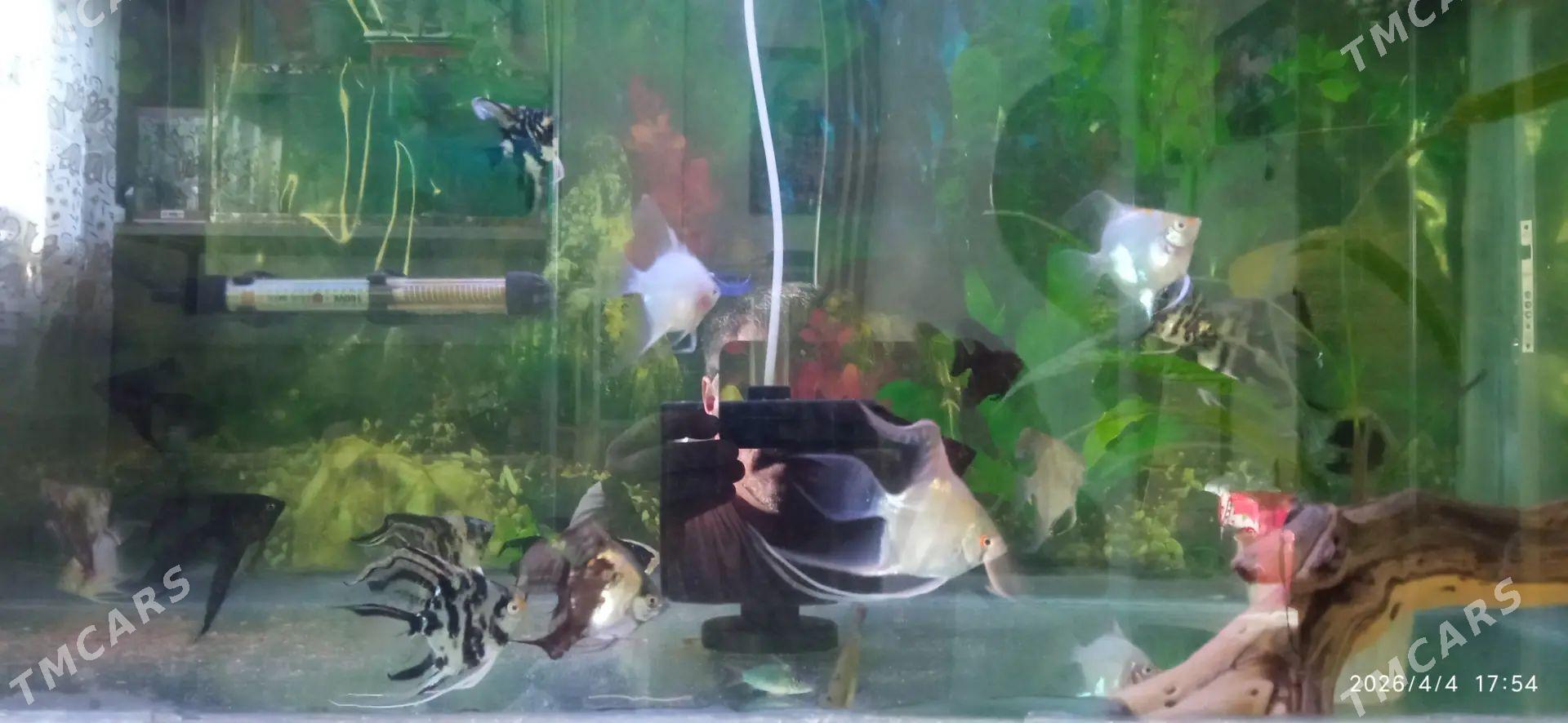 скальяри - Бузмеин ГРЭС - img 1