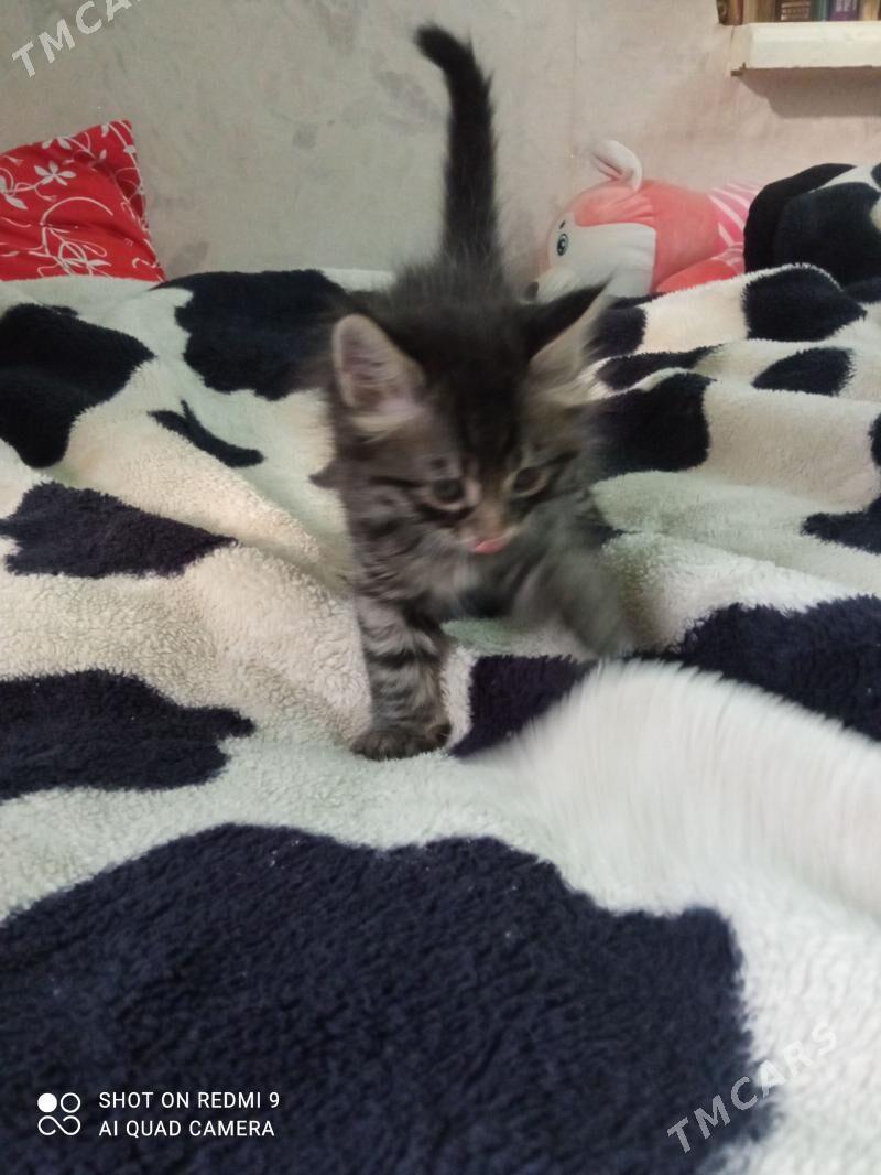 котята - Ашхабад - img 1