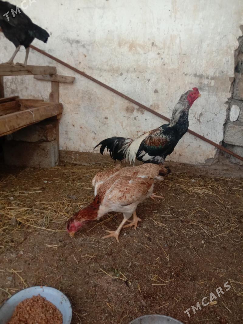 Taskent horaz towyk - Garadamak - img 1