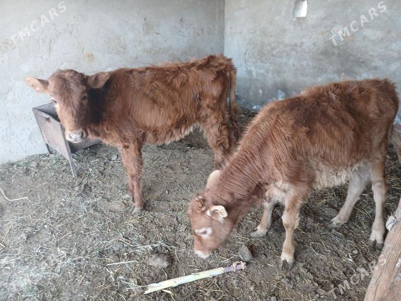 gulajyn gole - Мары - img 1