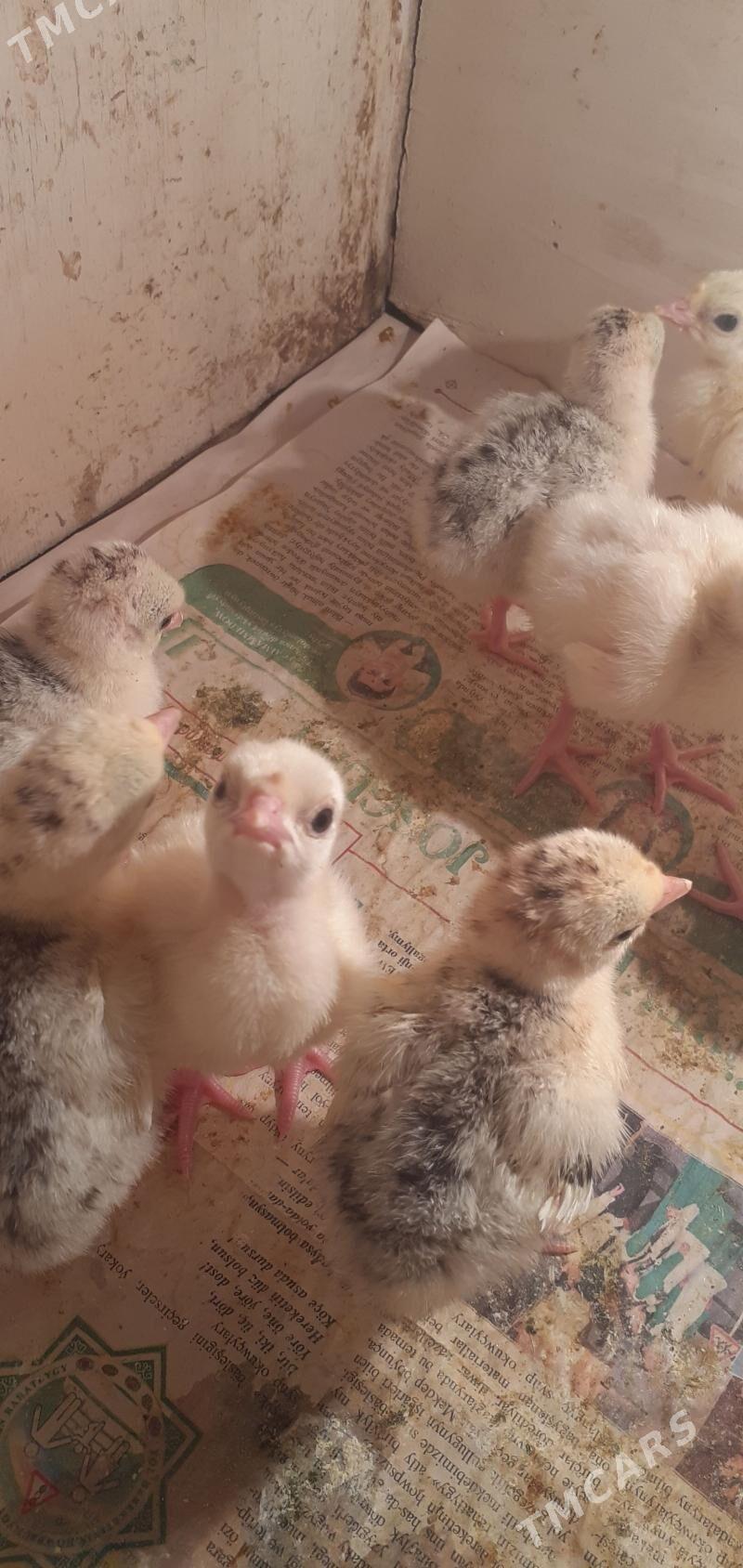 Induk juje - Mary - img 1