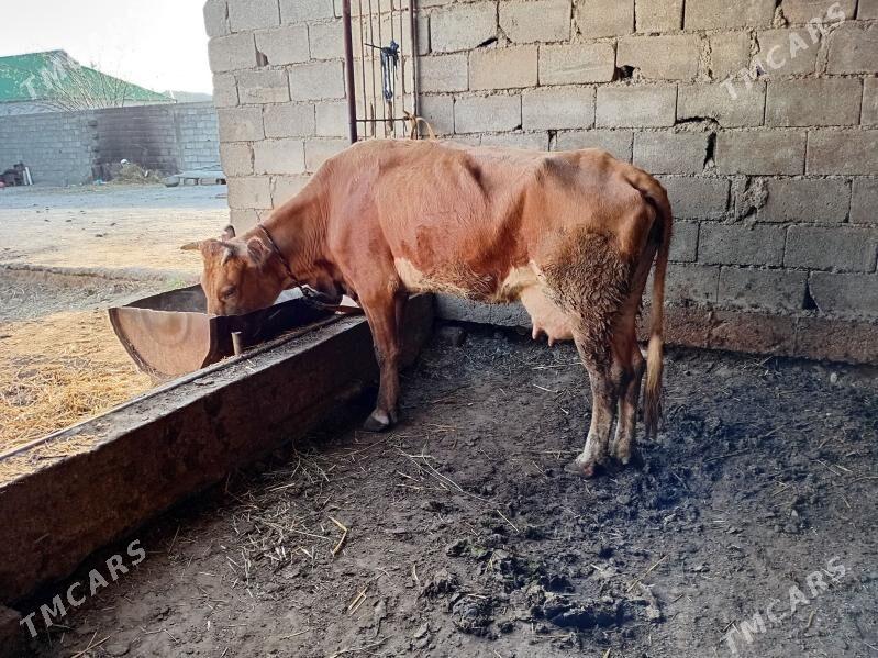 goleli sygyr - Гёкдепе - img 1