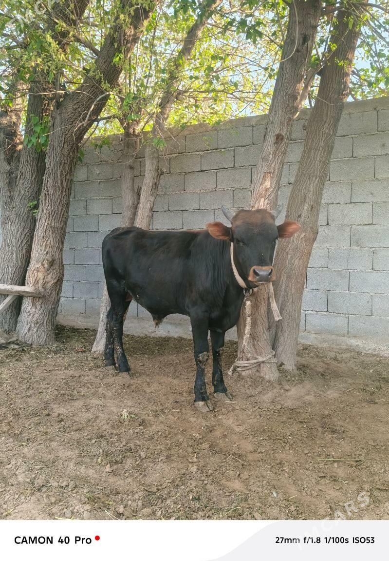 Okuz - Кипджак - img 1