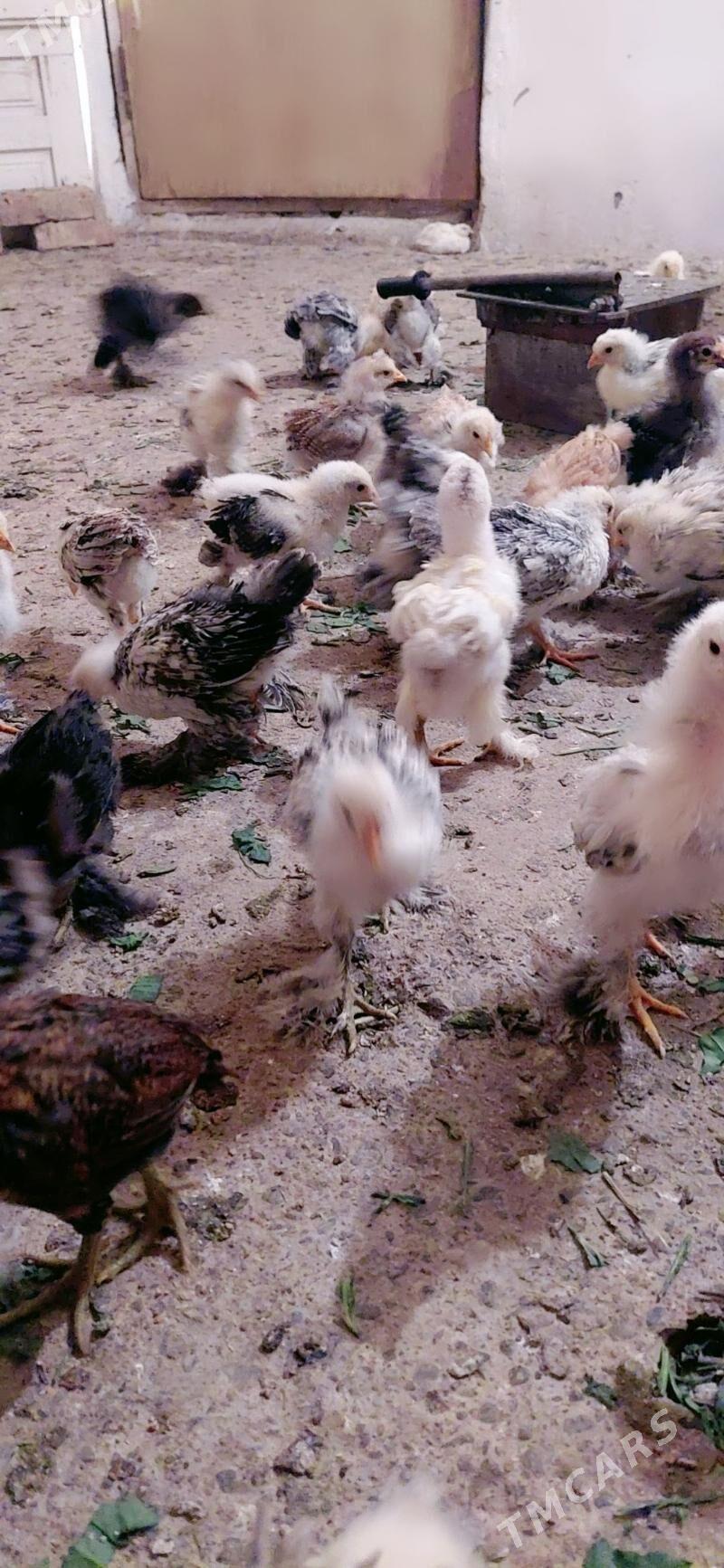 Balgar juje - Kaka - img 1