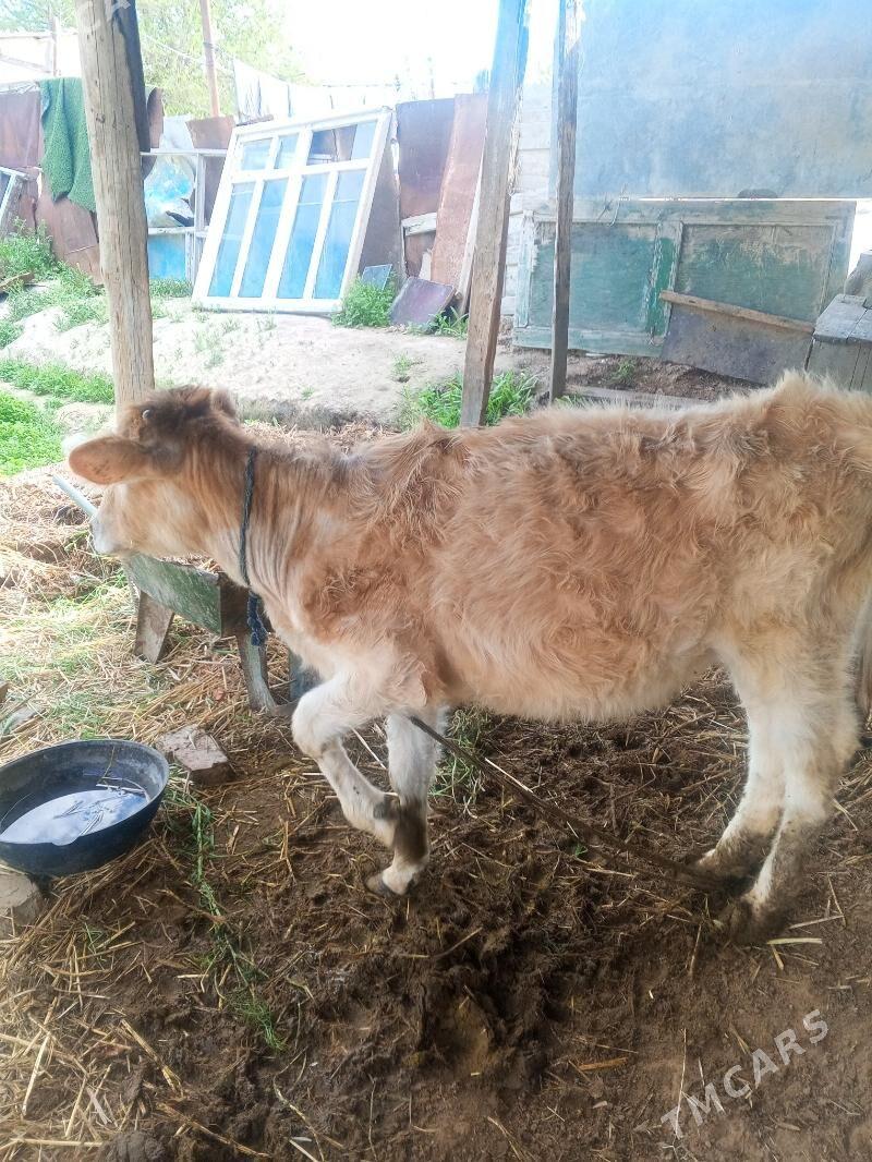 tüwe - Änew - img 1