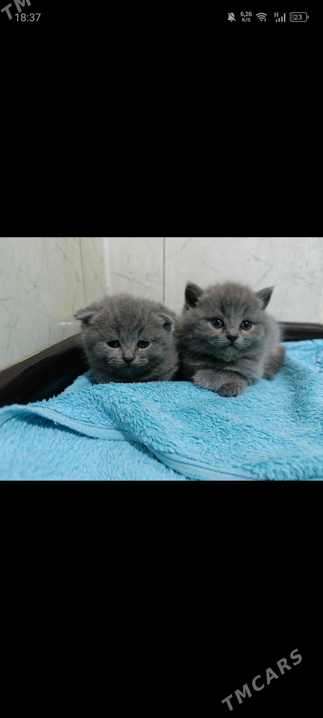 шотланский катята - Aşgabat - img 1