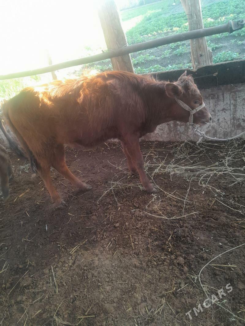 gunajyn - Çärjew - img 1