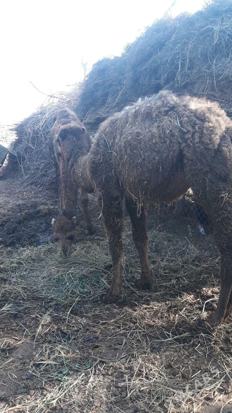 torym - Babadaýhan - img 1