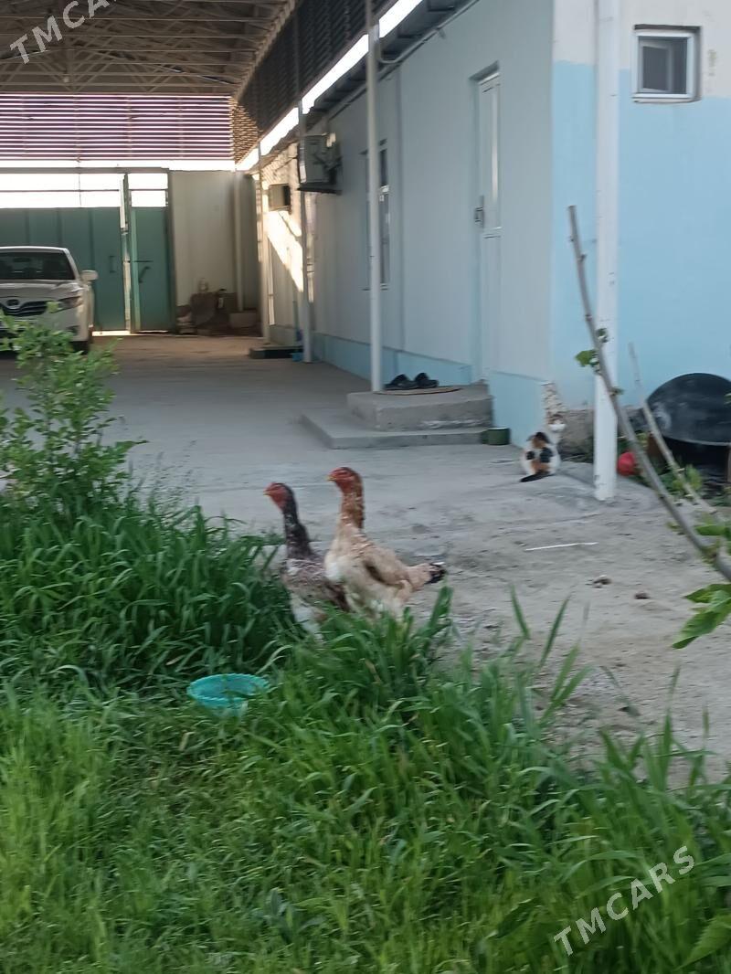 Taşkent towuk - Bäherden - img 1