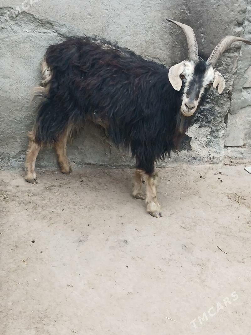 Geci - Türkmenbaşy - img 1