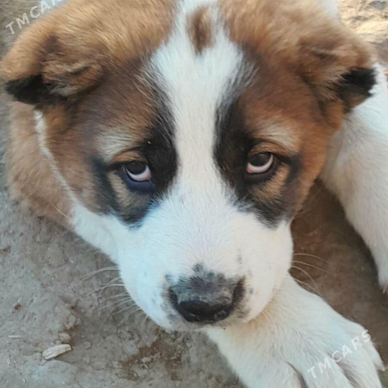 Alabay - Dänew - img 1