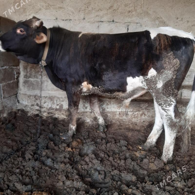 okuz - Aşgabat - img 1