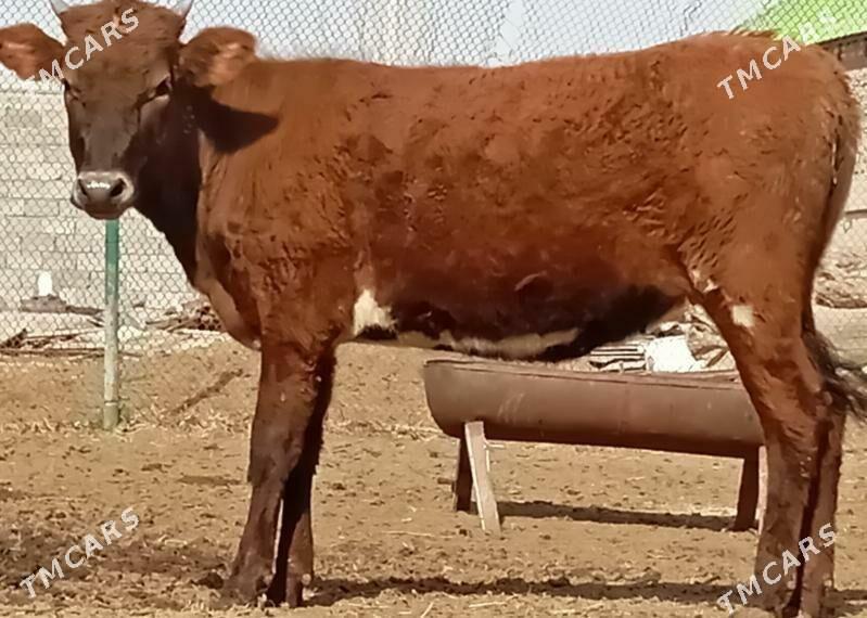 tüwe - Büzmeýin - img 1