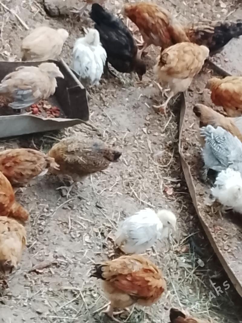 jüje prostoy we balgaram bar - Änew - img 1