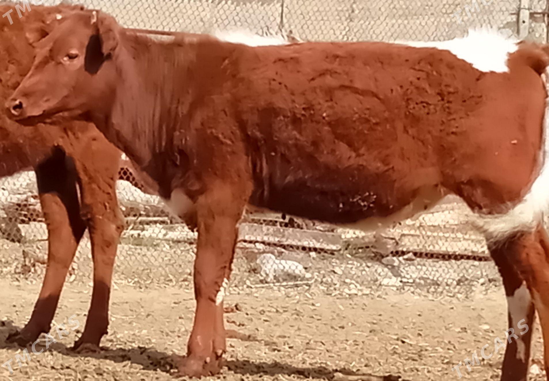 tüwe - Бузмеин - img 1