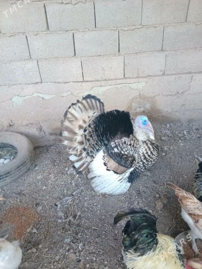 Horaz induk - Sarahs - img 1