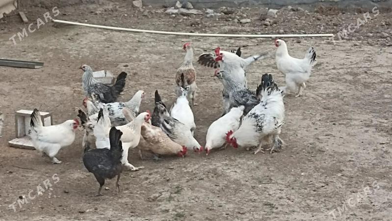 towuk - Чоганлы - img 1