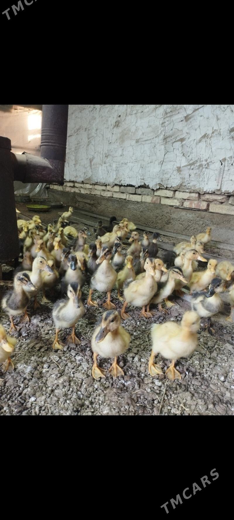 Gag gag ordek juhe - Сакарчага - img 1