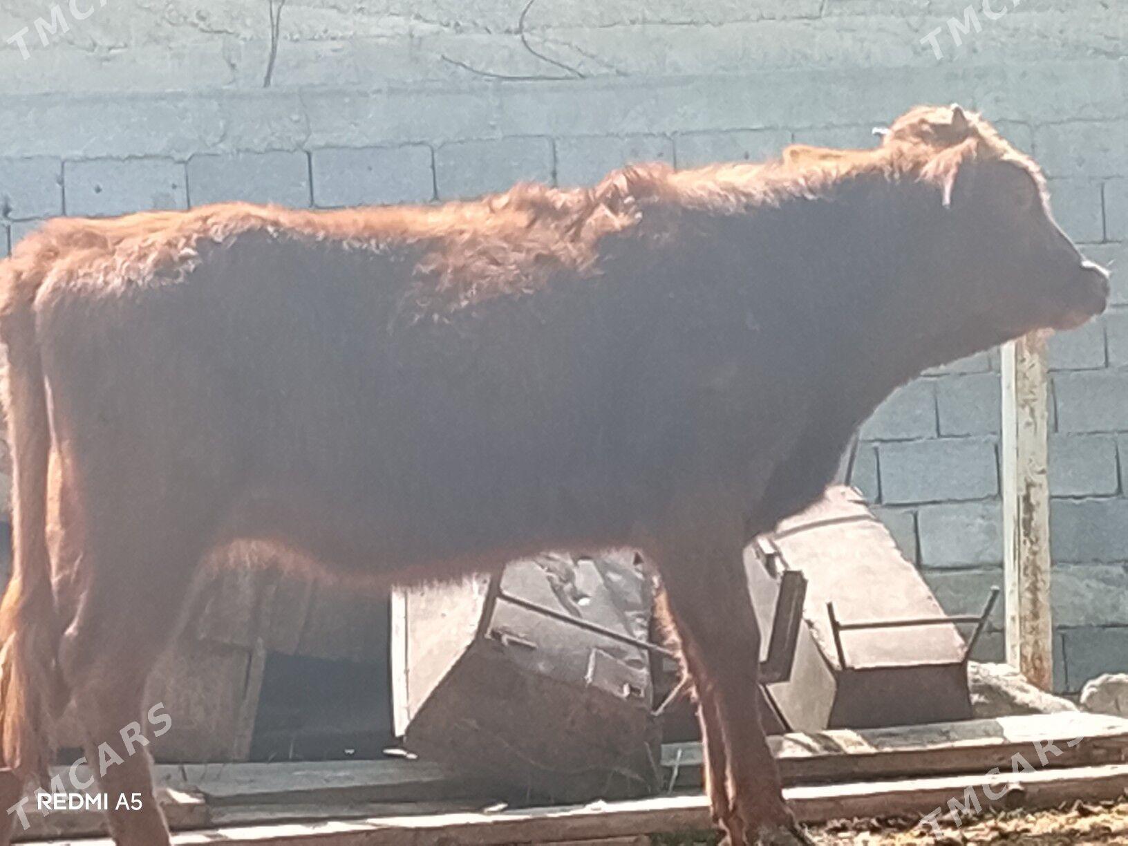 tüwe - Büzmeýin - img 1