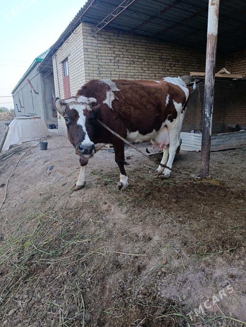 Sygyr - Hojambaz - img 1