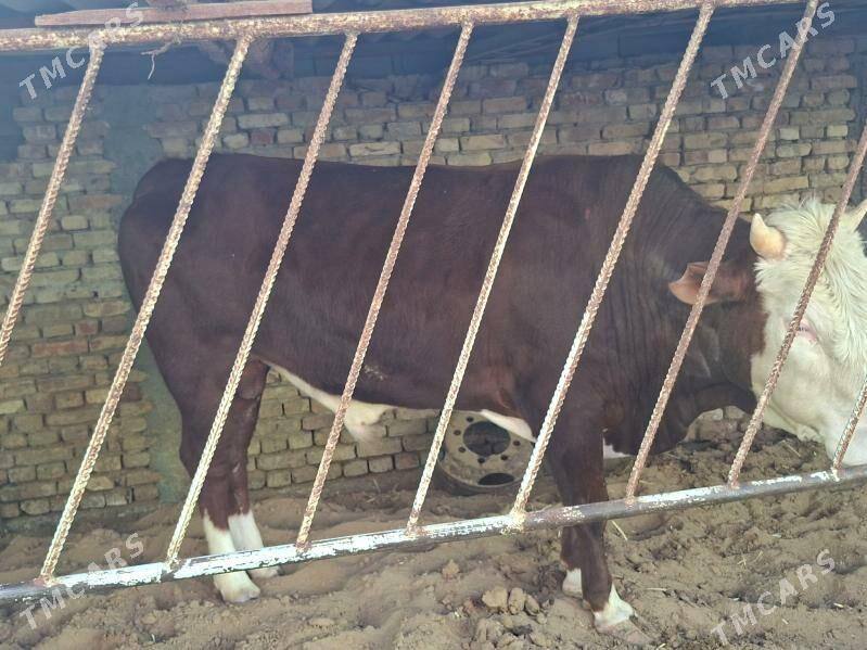 smental okiz - Çoganly - img 1