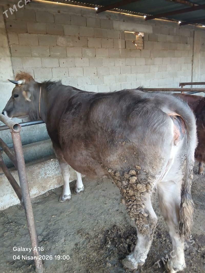 Semiz tohum sygyr - Бахарден - img 1