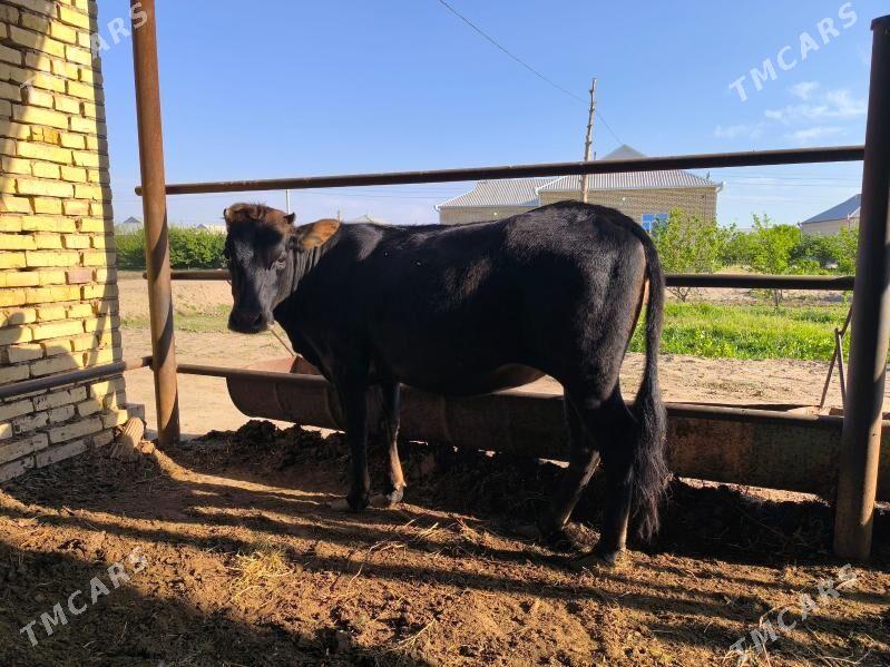 gulajyn - Wekilbazar - img 1