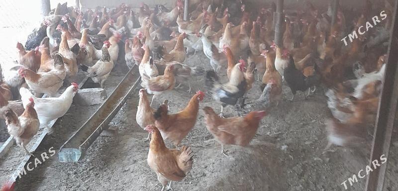 Towuk - Murgap - img 1