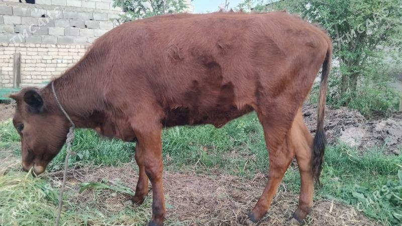 tuwe - Гёкдже - img 1