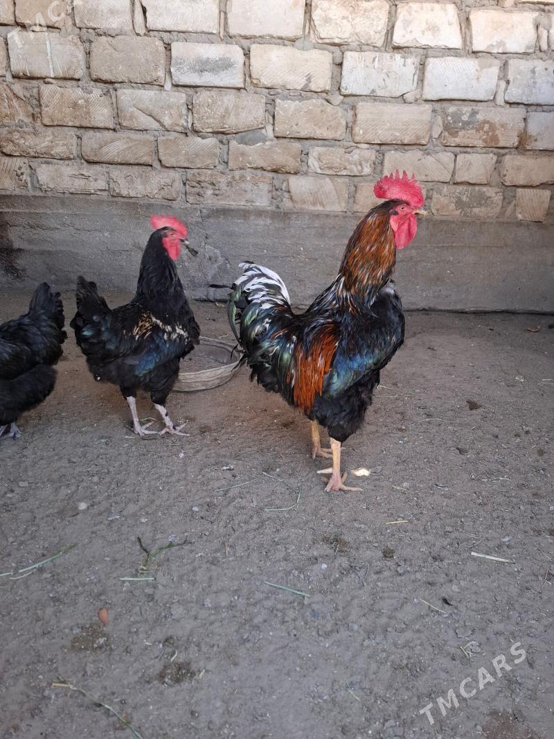 Gıgant horoz - Гумдаг - img 1