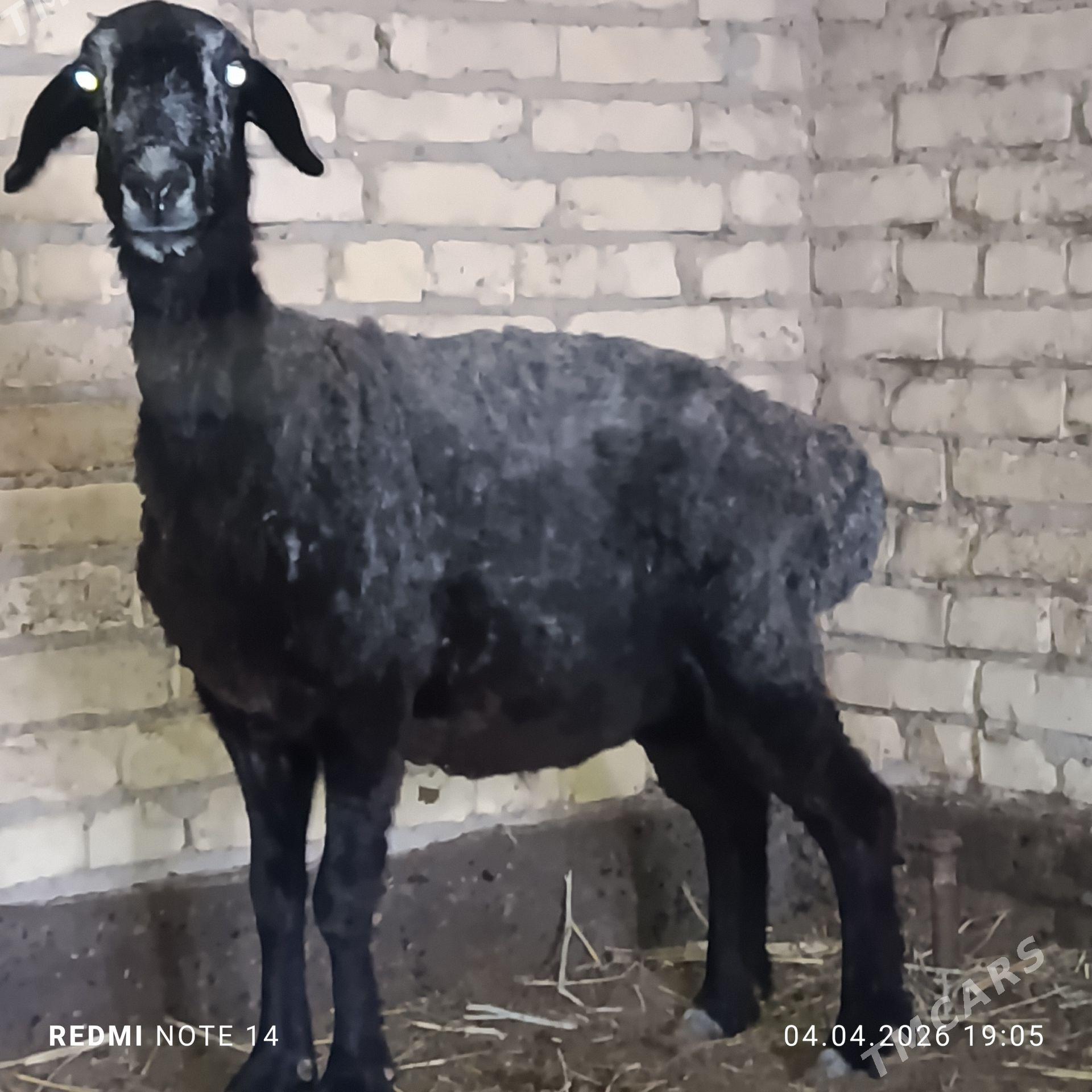 Goyun noGoyun - Çärjew - img 1